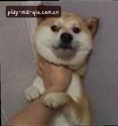 孙悦